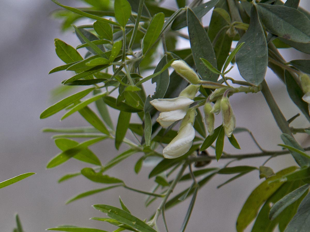 Chamaecytisus proliferus